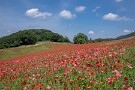 10 6月7日まで入場可能です。駐車場は無料、入場料は￥500です。Canon EOS 5D Mark IV　SIGMA 12-24mm F4.5-5.6 II DG HSM