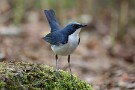 02 小鳥が尾羽を上げるのは求愛のポーズだそうです。Canon EOS 5D Mark IV　SIGMA 150-600mm F5-6.3 DG OS HSM Contemporary