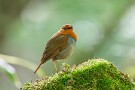04 そしてコマドリに会えました(^o^) Canon EOS 5D Mark IV　SIGMA 150-600mm F5-6.3 DG OS HSM Contemporary