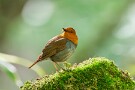 05 辺りを伺い… Canon EOS 5D Mark IV　SIGMA 150-600mm F5-6.3 DG OS HSM Contemporary