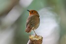 09 写真だと明るく見えますが、木陰なので撮影はISO2500でシャッタースピード1/160秒と言う、動く小鳥を撮るにはなかなか過酷な状況です。Canon EOS 5D Mark IV　SIGMA 150-600mm F5-6.3 DG OS HSM Contemporary