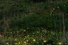 02 でもいいんです、半分は幻想的な風景にしばし浮世を忘れるために来ているので。カメラをセットしたら後は待つだけ。ぼーっと蛍を眺めているだけのなんとも贅沢な時間が流れます。究極の癒しですね。Canon EOS 5D Mark IV　Canon EF50mmF1.4