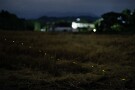 03 蛍が一頭、刈ったばかりの麦畑を渡って行きました。Canon EOS 5D Mark IV　Canon EF50mmF1.4