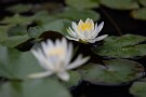 01 今日は夏至、と言っても梅雨真っ只中の頃であまり太陽は顔を出してくれません。それでも今日は時折日が差し、夏至の太陽を見せつけてくれました。睡蓮の花が見頃です。Canon EOS 5D Mark IV　Canon EF300mmF4