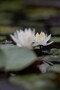 02 Canon EOS 5D Mark IV　Canon EF300mmF4