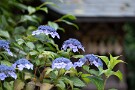 04 紫陽花も見頃となってきました。Canon EOS 5D Mark IV　Canon EF300mmF4