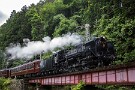 05 SLバックの白い葉はマタタビです。葉を白くして昆虫たちを誘き寄せているそうです。夏至の一コマでした。Canon EOS 5D Mark IV　Canon EF24〜105mmF4