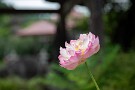 03 ハスも例年よりは咲いていない印象です。ちなみに札所二十五番の弁天池は今年は全く咲いていませんでした。写真は札所十二番・野坂寺です。Canon EOS 5D Mark IV　Canon EF24〜105mmF4