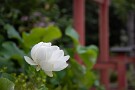 04 白いハスも綺麗です。Canon EOS 5D Mark IV　Canon EF24〜105mmF4