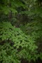 05 秩父ミューズパークの森は熱帯のような蒸し暑さです^^; 　Canon EOS 5D Mark IV　Canon EF50mmF1.4