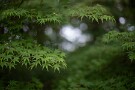 06 そう言えばジョギング中、後ろからキビタキ雄が私を追い抜き、数メートル先の木に止まりました。その後すぐに別のキビタキ雄が後を追ってきました。キビタキの縄張り争いのようです。後から来たキビタキは確か5月に撮影したキビタキでした(多分)。ジョギング中のためカメラは持っていませんでしたが、しばらくキビタキの追いかけっこが楽しめました^ - ^ 　Canon EOS 5D Mark IV　Canon EF50mmF1.4