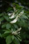 07 リョウブの花です。リョウブは漢字で令法と書き、律令時代、救荒食物（飢饉等に備えて植えられた植物）となったことがその名の由来だそうです。若葉は食べると美味しいそうです。Canon EOS 5D Mark IV　Canon EF50mmF1.4