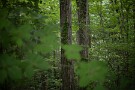 09 今年も猛暑となるのでしょうか。Canon EOS 5D Mark IV　Canon EF50mmF1.4
