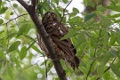 01 秩父の某神社の御神木に毎年アオバズクがやってきます。アオバズクは小型のフクロウで、夏鳥として日本に少数渡ってくる希少な野鳥です。Canon EOS 5D Mark IV　SIGMA 150-600mm F5-6.3 DG OS HSM Contemporary