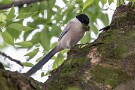 05 近くでオナガがギャーギャー騒いでいましたが、アオバズクは我関せずでびくともしませんでした。Canon EOS 5D Mark IV　SIGMA 150-600mm F5-6.3 DG OS HSM Contemporary
