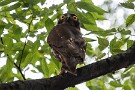 01 そろそろ雛鳥の巣立ちかと思い、アオバズクのいる神社に行ってみました。木の上で母鳥が何かを探しています。Canon EOS 5D Mark IV　SIGMA 150-600mm F5-6.3 DG OS HSM Contemporary