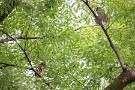 07 その後少し離れたところから雛を見守っていました。Canon EOS 5D Mark IV　SIGMA 150-600mm F5-6.3 DG OS HSM Contemporary
