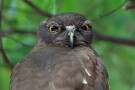 09 父親のアップです。フクロウの仲間はどこか威厳のある顔付きをしていますね。Canon EOS 5D Mark IV　SIGMA 150-600mm F5-6.3 DG OS HSM Contemporary