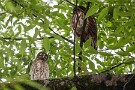01 今日は18日、19日に撮影したアオバズク親子をお楽しみください。18日は雛は１羽でした。Canon EOS 5D Mark IV　SIGMA 150-600mm F5-6.3 DG OS HSM Contemporary