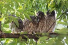 01 アオバズクの続報です^^; 昨日20日は雛がもう１羽増えて４羽となりました。ちょっと高い木の枝に並んで止まっていました。Canon EOS 5D Mark IV　SIGMA 150-600mm F5-6.3 DG OS HSM Contemporary