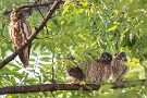02 近くで母親も見守っています。Canon EOS 5D Mark IV　SIGMA 150-600mm F5-6.3 DG OS HSM Contemporary