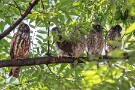 03 その後雛たちと同じ枝にやってきました。Canon EOS 5D Mark IV　SIGMA 150-600mm F5-6.3 DG OS HSM Contemporary