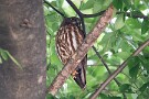 04 そして今日21日、御神木の大欅にはアオバズクの姿が見えず、別の木に母親だけがいました。雛たちの姿は見えなかったのでいよいよ巣立ちを済ませたようです。Canon EOS 5D Mark IV　SIGMA 150-600mm F5-6.3 DG OS HSM Contemporary
