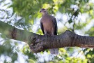 05 アオバズクのいなくなった大欅にはキジバトや… Canon EOS 5D Mark IV　SIGMA 150-600mm F5-6.3 DG OS HSM Contemporary