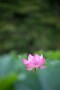 02 花は少なめですが、やはり夏はハスを撮らないと終わりません^^; Canon EOS 5D Mark IV　SIGMA 150-600mm F5-6.3 DG OS HSM Contemporary