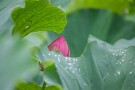 10 付近ではちらほら早咲きの彼岸花も出始めてきましたが、もう少しハスも楽しめそうです。Canon EOS 5D Mark IV　SIGMA 150-600mm F5-6.3 DG OS HSM Contemporary