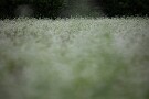 01 秩父では秋蕎麦の花が満開です。Canon EOS 5D Mark IV　SIGMA 150-600mm F5-6.3 DG OS HSM Contemporary