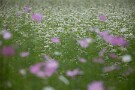 03 天気が安定しませんが、花たちの共演がそんな憂さを晴らしてくれます。Canon EOS 5D Mark IV　SIGMA 150-600mm F5-6.3 DG OS HSM Contemporary