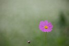 04 Canon EOS 5D Mark IV　SIGMA 150-600mm F5-6.3 DG OS HSM Contemporary