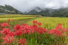 02 台風25号の影響で午前中を中心に雨の1日でしたが、彼岸花には雨が似合います。Canon EOS 5D Mark IV　Canon EF24〜105mmF4