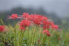 03 雨粒を纏った彼岸花、なんとも言えない美しさです。Canon EOS 5D Mark IV　Canon EF300mmF4