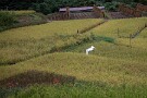 05 ダイサギが１羽静かに舞っていました。Canon EOS 5D Mark IV　Canon EF24〜105mmF4