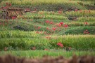 06 Canon EOS 5D Mark IV　Canon EF300mmF4