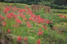 07 台風を前にすでにはざ掛けとなった稲もあります。Canon EOS 5D Mark IV　Canon EF300mmF4