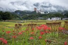 09 来週の日曜は彼岸花祭りだそうです。今週いっぱい見頃が続きそうです。Canon EOS 5D Mark IV　Canon EF24〜105mmF4