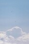03 雲の上を渡るサシバです。Canon EOS 5D Mark IV　SIGMA 150-600mm F5-6.3 DG OS HSM Contemporary