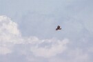 06 ちょっと遠くでしたがクマタカも飛んでくれました。Canon EOS 5D Mark IV　SIGMA 150-600mm F5-6.3 DG OS HSM Contemporary