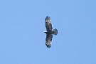 07 ハチクマ♂の若鳥です。翼の先端が黒いのがオスの特徴です。オスは尾羽もだんだん黒い線が顕著になります。Canon EOS 5D Mark IV　SIGMA 150-600mm F5-6.3 DG OS HSM Contemporary