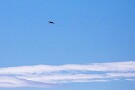 09 今年はあまり天気が良くなくなかなか撮影できませんでしたが、昨日は気持ち良い青空の下撮影を楽しむことができました。Canon EOS 5D Mark IV　SIGMA 150-600mm F5-6.3 DG OS HSM Contemporary
