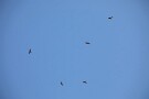 03 とちらはトビの鷹柱。トビは嫌というほど飛んでました^^; Canon EOS 5D Mark IV　SIGMA 150-600mm F5-6.3 DG OS HSM Contemporary