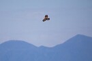 07 帰り際、やっとノスリが近くを飛んでくれました。下は赤城山です。Canon EOS 5D Mark IV　SIGMA 150-600mm F5-6.3 DG OS HSM Contemporary