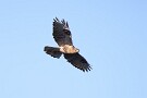 09 クマタカがこれくらいを飛んでくれればいいのですが… Canon EOS 5D Mark IV　SIGMA 150-600mm F5-6.3 DG OS HSM Contemporary