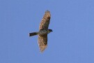 05 猛禽はツミの若鳥が近くを飛んでくれました。Canon EOS 5D Mark IV　SIGMA 150-600mm F5-6.3 DG OS HSM Contemporary