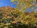 04 モミジも色づき始めてきました。今週末は晴天でしたら中々の人出になるのでしょうが… 　iPhone SE