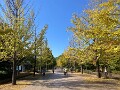 01 今日のミューズパークの銀杏並木の様子です。今朝の秩父地方は3.9℃まで冷え込み寒い朝でした。ただ、これでも例年よりは暖かい日が多く、緑の葉も多く色付きとしては今ひとつです。iPhone SE