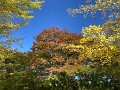 02 紅葉もだんだん色付いてきました。iPhone SE